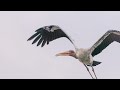 painted stork in flight while carrying a fish 4k canon eos r1