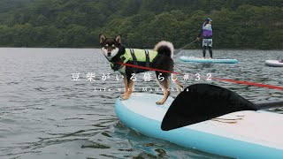 湖畔で１泊２日キャンプ。うちの柴犬はボートを驚くほど乗りこなしていた。【豆柴暮らし】