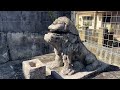 kochinda worship tour ujigami shisa stone lion kaneman utaki and banyan tree in senagusuku