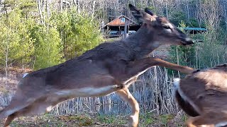 Trail Cam, Wind \u0026 April Snow Flurry's Turkey \u0026 Whitetail Deer Go Happy Crazy at the Cabin Pond