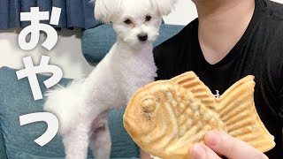 たい焼きをたいらげる贅沢犬【ポメプー】【ポメラニアン×プードル】