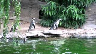 Humboldt penguins chasing a butterfly (higher-quality)