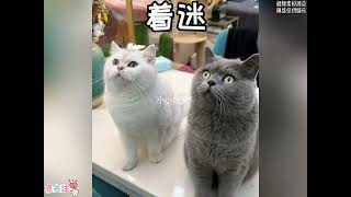 盘点下班途中捡来的流浪猫#萌宠 #流浪猫#动物的迷惑行为