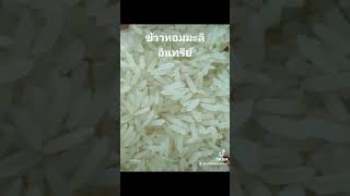 ข้าวหอมมะลิอินทรีย์ทุ่งกุลาร้องไห้พร้อมจำหน่าย