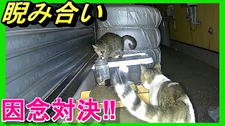 【猫パンチ】【猫ビーム】