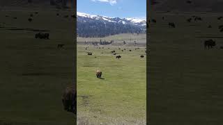 an incredible scene in Yellowstone today. #shorts #wildlife #bison #nature #outdoors