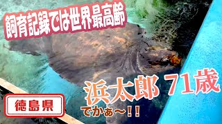 【徳島県】【世界最高齢】「うみがめ博物館　カレッタ」で浜太郎に会ってきました