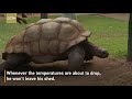 meet zimbabwe s 300 year old weather forecaster tortoise