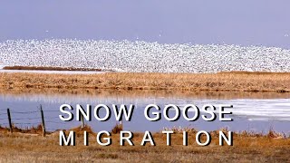 Snow Goose Migration | North America’s Greatest Wildlife Spectacles