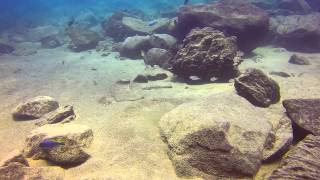 Mylochromis sp. 'mollis likoma' and Metriaclima sp. 'aurora bevous' at Chizumulu.