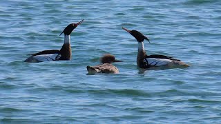 【ウミアイサの求愛ダンス】みずどりの浜公園で婚活中（広島）2025/2/14　#野鳥　#バードウォッチング