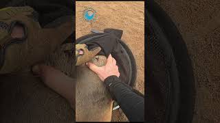 Seal Hugs Rescuer's Hands #shorts