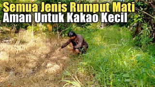 AMPUH BASMI SEMUA JENIS RUMPUT ! REVIEW HASIL PENGGUNAAN HERBISIDA DI KEBUN KAKAO