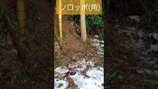 【最高の場所に仕掛けたら…】　#shorts　狩猟　くくり罠