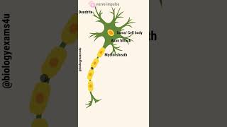 Neuron Animation || Nerve Impulse Conduction Slow motion
