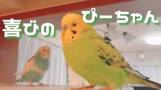 喜びの鳥　セキセイインコ　ぴーちゃん　りんちゃん