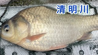 『清明川』　へらぶな釣り　霞ヶ浦水系第２弾！　平均して良型揃いで釣れますよ！【2022.3.29】