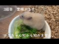 【キンクマ生後32日目】里親さまへの譲渡1日目。