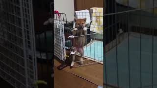 【柴犬 すず\u0026りん】脱走失敗…   #shorts #柴犬