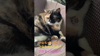 ひなちゃんだよー #かわいい猫 #猫 #ねこ #ももちゃん #2022 #ひなちゃん #猫動画 #ちゅーる #くしゃみ #でぶねこ