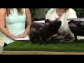 Plow & Hearth Indoor/Outdoor Hand-Hammered Animal Accent Table on QVC