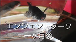 ヤフオクでお宝メダカの卵が一ヶ月経ちましたわ！！