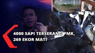 Kurang Dari 2 Bulan PMK Makin Menyebar Di Kab. Bandung