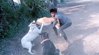 DOG FIGHT (ROTTWEILER LABRADOR GERMAN SHEPHERD)