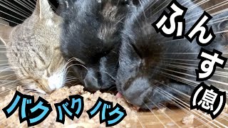 【猫ASMR】黒缶だいすき！The cats love Black-Can(黒缶)!