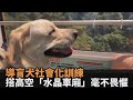 導盲犬社會化訓練　搭高空「水晶車廂」毫不畏懼