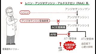 看護学生講座 18 高血圧｢降圧薬の種類とそれぞれの作用機序｣