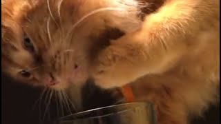 Clever cat uses paw to drink water from glass