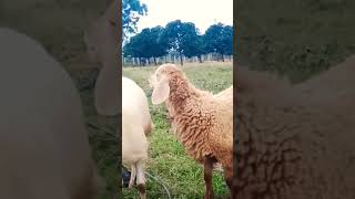 Laughing Sheep🦙🦙🦙🦙🦙