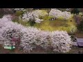 おうちでお花見｜【桜満開】猿橋公園【山梨県大月市】ドローン空撮