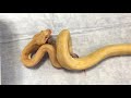 【給餌】アルビノカーペットパイソンがファジーマウスをたべる carpet python