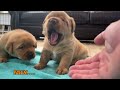 Fox Red Puppies Walk For The First Time!