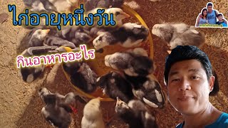 สูตรอาหารของไก่ อายุ 1 วันกินดีโตเร็ว | ฟาร์มในไร่ FTJ Family