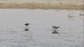 Lesser-Yellow Legs.