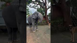 Sorry ഇക്കാ ചക്ക കണ്ടാൽ എന്റെ control പോവും |kaveri | malappuram | #kaveri #keralaelephant #animals