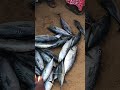 30 ചൂര മീൻ വെറും 1900 രൂപ 😱🐟💵 Sale of Tuna fish 🐟💵 #tuna #tunasale #fishmarket #adimalathura