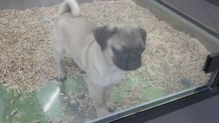 Sa vândut un pug!!☺