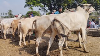 ইন্ডিয়ান মাংস এবং খামারের উপযোগী বলদ গরুর দরদাম জানুন জয়পুরহাট নতুন হাট থেকে।