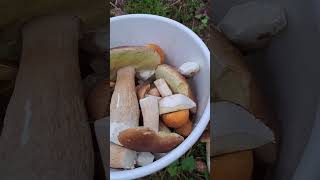 #very #happy #tocollect #mushrooms #forest #autumn #nature #shortsviral #fypシ゚viral #asmr