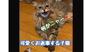 #Short 名前を呼ぶと返事をする子猫