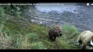 2016 07 11 BF Mama bear Grazer 128 when she noticed her cub missing Explore.org