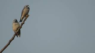 Ashy wood Swallow