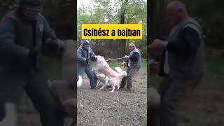 Csibész a bajban a Gyémánt Kuvasz Kupán...