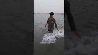 پرورش میگو میناب. تیاب . Iranian shrimp farming