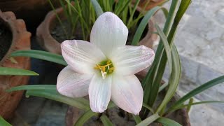 Pink Rain Lily | Habranthus Robustus