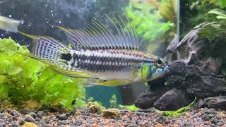 apistogramma d14